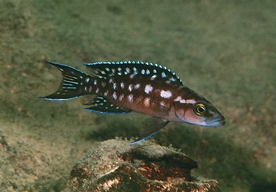 Neolamprologus buescheri 'Isanga Bay'